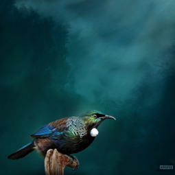 Tui Respite by Julian Hindson