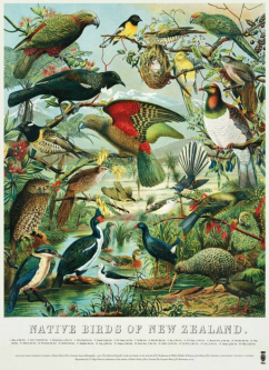 NZ Native Birds of NZ Print