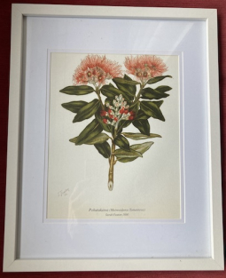 Framed Botanical Print | Pohutukawa