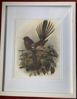 Framed NZ Native Birds Print | Fantail