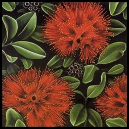 Pohutukawa Framed Print by Diana Adams