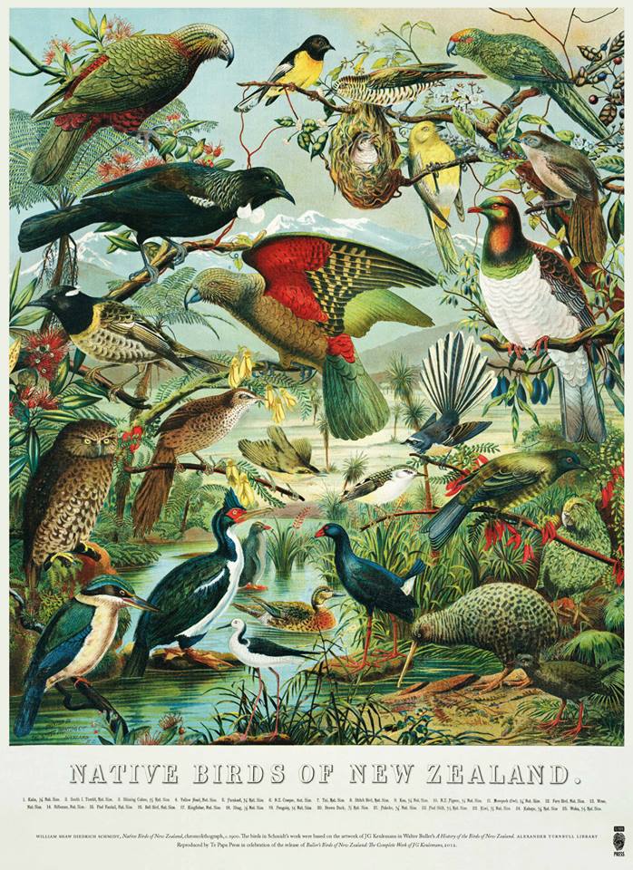 Native Birds of NZ Poster: New Zealand Fine Prints