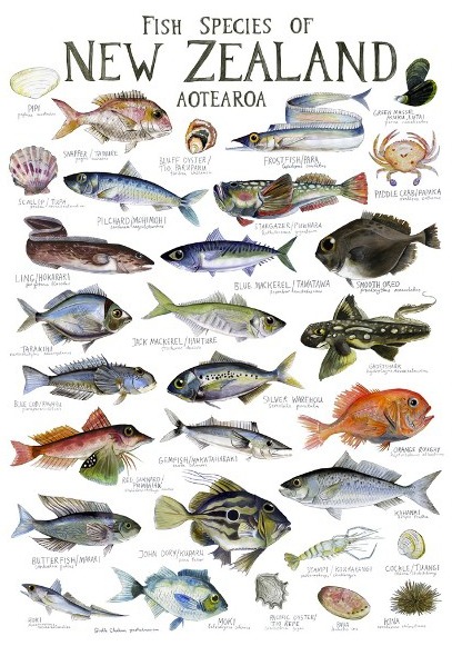 Sydney Fish Chart