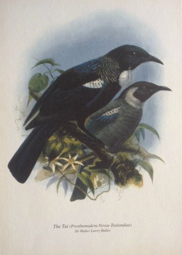 Tui Print From Bullers Birds Of Nz New Zealand Fine Prints - Tui Bird Wall Art Nz