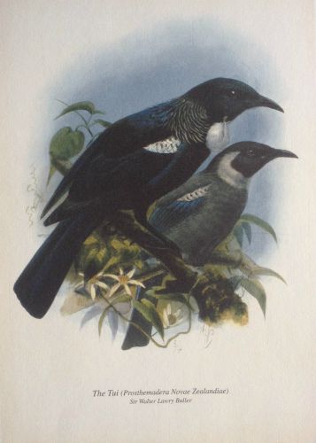 Tui Print From Bullers Birds Of Nz New Zealand Fine Prints - Tui Bird Wall Art Nz Tui Print From Bullers Birds Of Nz New Zealand Fine Prints - Tui Bird Wall Art Nz