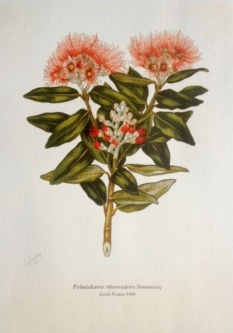 Botanical Print - Pohutukawa by Sarah Featon