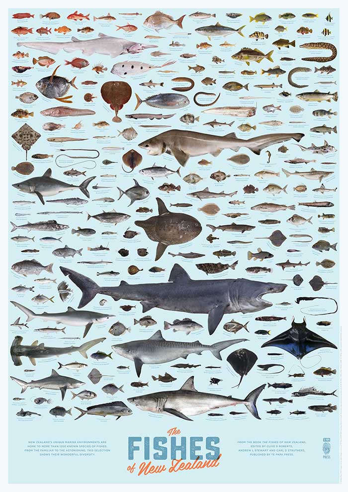 https://www.prints.co.nz/mm5/graphics/00000001/9951_Fishes_of_New_Zealand_Poster.jpg