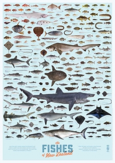 Fishes of New Zealand Poster